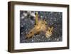 A Pair of Thecacera Nudibranch Mating on the Seafloor-Stocktrek Images-Framed Photographic Print