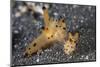 A Pair of Thecacera Nudibranch Mating on the Seafloor-Stocktrek Images-Mounted Photographic Print