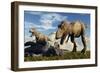 A Pair of Tyrannosaurus Rex Dinosaurs Ready to Make a Meal of a Dead Triceratops-Stocktrek Images-Framed Art Print