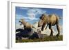 A Pair of Tyrannosaurus Rex Dinosaurs Ready to Make a Meal of a Dead Triceratops-Stocktrek Images-Framed Art Print