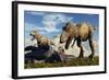 A Pair of Tyrannosaurus Rex Dinosaurs Ready to Make a Meal of a Dead Triceratops-Stocktrek Images-Framed Art Print