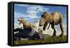A Pair of Tyrannosaurus Rex Dinosaurs Ready to Make a Meal of a Dead Triceratops-Stocktrek Images-Framed Stretched Canvas