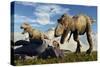 A Pair of Tyrannosaurus Rex Dinosaurs Ready to Make a Meal of a Dead Triceratops-Stocktrek Images-Stretched Canvas