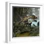 A Pair of Utahraptors Crossing a Stream-Stocktrek Images-Framed Art Print