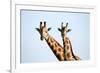 A pair of vulnerable Rothchild giraffe in Uganda's Murchison Falls National Park, Uganda, Africa-Tom Broadhurst-Framed Photographic Print