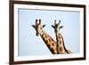 A pair of vulnerable Rothchild giraffe in Uganda's Murchison Falls National Park, Uganda, Africa-Tom Broadhurst-Framed Photographic Print