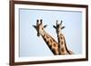 A pair of vulnerable Rothchild giraffe in Uganda's Murchison Falls National Park, Uganda, Africa-Tom Broadhurst-Framed Photographic Print