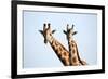 A pair of vulnerable Rothchild giraffe in Uganda's Murchison Falls National Park, Uganda, Africa-Tom Broadhurst-Framed Photographic Print