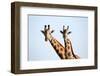 A pair of vulnerable Rothchild giraffe in Uganda's Murchison Falls National Park, Uganda, Africa-Tom Broadhurst-Framed Photographic Print