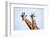 A pair of vulnerable Rothchild giraffe in Uganda's Murchison Falls National Park, Uganda, Africa-Tom Broadhurst-Framed Photographic Print