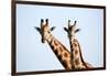 A pair of vulnerable Rothchild giraffe in Uganda's Murchison Falls National Park, Uganda, Africa-Tom Broadhurst-Framed Photographic Print