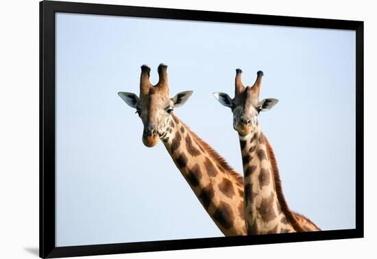 A pair of vulnerable Rothchild giraffe in Uganda's Murchison Falls National Park, Uganda, Africa-Tom Broadhurst-Framed Photographic Print