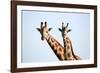 A pair of vulnerable Rothchild giraffe in Uganda's Murchison Falls National Park, Uganda, Africa-Tom Broadhurst-Framed Photographic Print