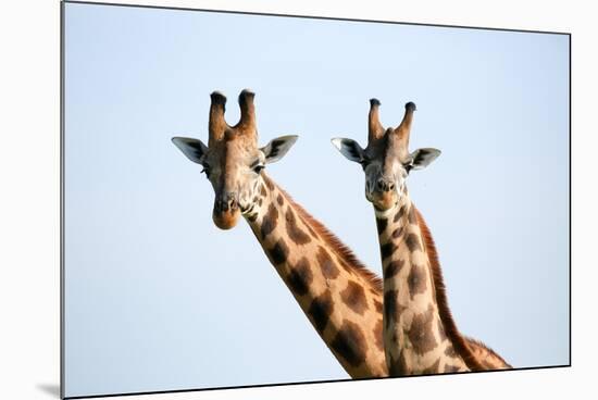 A pair of vulnerable Rothchild giraffe in Uganda's Murchison Falls National Park, Uganda, Africa-Tom Broadhurst-Mounted Photographic Print