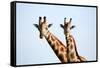 A pair of vulnerable Rothchild giraffe in Uganda's Murchison Falls National Park, Uganda, Africa-Tom Broadhurst-Framed Stretched Canvas