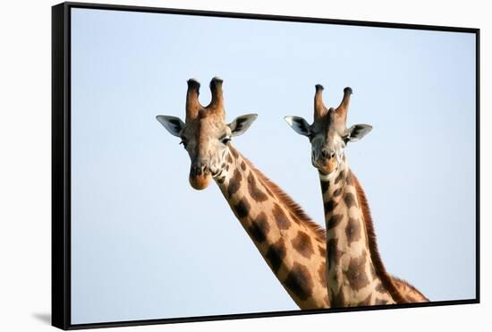 A pair of vulnerable Rothchild giraffe in Uganda's Murchison Falls National Park, Uganda, Africa-Tom Broadhurst-Framed Stretched Canvas