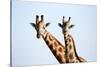 A pair of vulnerable Rothchild giraffe in Uganda's Murchison Falls National Park, Uganda, Africa-Tom Broadhurst-Stretched Canvas