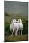 A Pair of Welsh Mountain Ponies Greet Each Other in the Welsh Country Side-Philip Ellard-Mounted Photographic Print