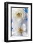 A Pair of White Roses-Christine Zalewski-Framed Premium Giclee Print