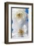 A Pair of White Roses-Christine Zalewski-Framed Premium Giclee Print