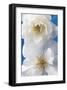 A Pair of White Roses-Christine Zalewski-Framed Art Print