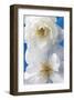 A Pair of White Roses-Christine Zalewski-Framed Art Print