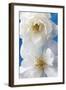 A Pair of White Roses-Christine Zalewski-Framed Art Print