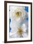 A Pair of White Roses-Christine Zalewski-Framed Art Print