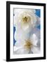 A Pair of White Roses-Christine Zalewski-Framed Art Print