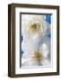 A Pair of White Roses-Christine Zalewski-Framed Art Print