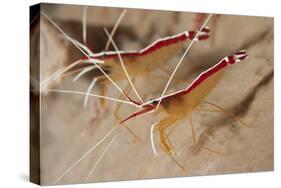 A Pair of White Striped Cleaner Shrimp, Bali, Indonesia-null-Stretched Canvas