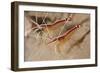 A Pair of White Striped Cleaner Shrimp, Bali, Indonesia-null-Framed Photographic Print