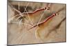 A Pair of White Striped Cleaner Shrimp, Bali, Indonesia-null-Mounted Photographic Print