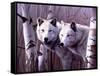 A Pair of White Wolves-Rusty Frentner-Framed Stretched Canvas