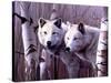 A Pair of White Wolves-Rusty Frentner-Stretched Canvas
