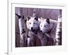 A Pair of White Wolves-Rusty Frentner-Framed Giclee Print