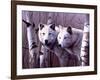 A Pair of White Wolves-Rusty Frentner-Framed Giclee Print
