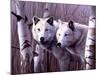 A Pair of White Wolves-Rusty Frentner-Mounted Giclee Print