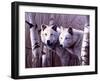 A Pair of White Wolves-Rusty Frentner-Framed Giclee Print