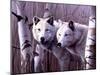 A Pair of White Wolves-Rusty Frentner-Mounted Giclee Print