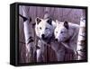 A Pair of White Wolves-Rusty Frentner-Framed Stretched Canvas