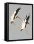 A Pair of Wood Storks-null-Framed Stretched Canvas