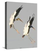 A Pair of Wood Storks-null-Stretched Canvas