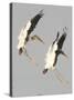 A Pair of Wood Storks-null-Stretched Canvas