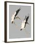 A Pair of Wood Storks-null-Framed Photographic Print