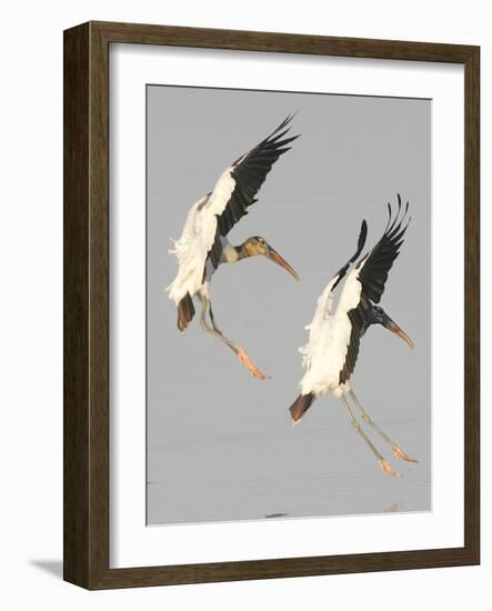A Pair of Wood Storks-null-Framed Photographic Print
