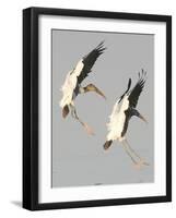 A Pair of Wood Storks-null-Framed Photographic Print