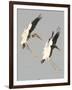 A Pair of Wood Storks-null-Framed Photographic Print