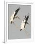 A Pair of Wood Storks-null-Framed Photographic Print