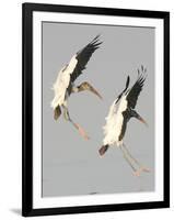 A Pair of Wood Storks-null-Framed Photographic Print